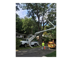 Tree Trimming And Removal Services