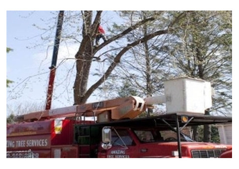 Tree Service Company in NJ – Amazing Tree Services