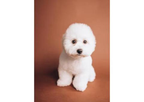 Toy Poodle in Singapore