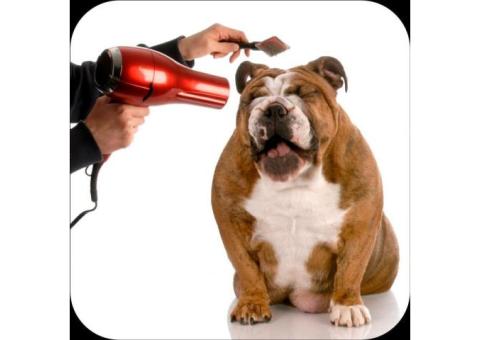 Your Trusted Professional Dog Groomers in Waxahachie