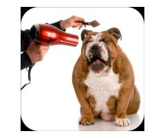 Your Trusted Professional Dog Groomers in Waxahachie