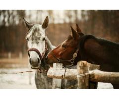 World-Class Horse Racing Club Equine Facilities In Singapore