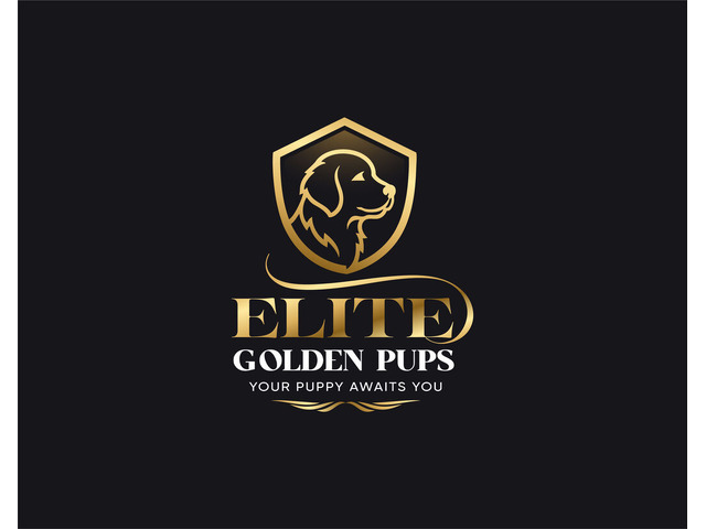 Breeder for Golden Retriever Puppies - Elite Golden Pups