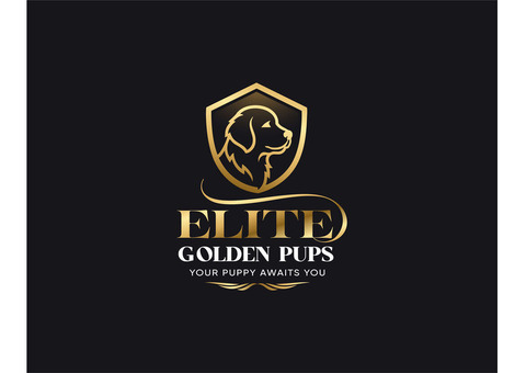Breeder for Golden Retriever Puppies - Elite Golden Pups