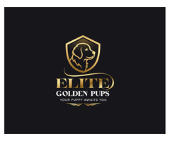 Breeder for Golden Retriever Puppies - Elite Golden Pups