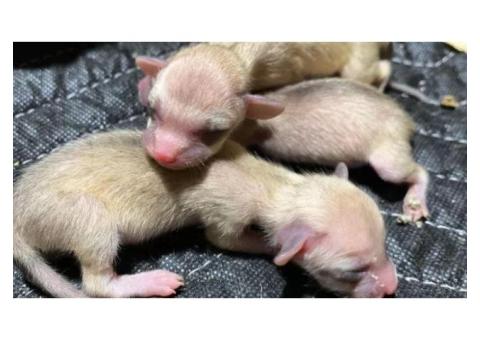 Help Build an Animal Sanctuary for Rescued Foxes