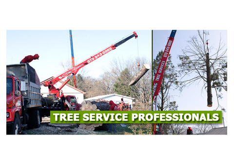 Tree Cutting NJ Safe, Precise, and Professional Service