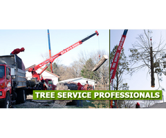 Tree Cutting NJ Safe, Precise, and Professional Service
