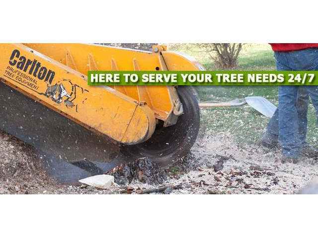 Stump Grinding in Morris County Reliable and Professional Service