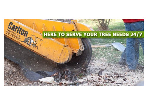 Stump Grinding in Morris County Reliable and Professional Service