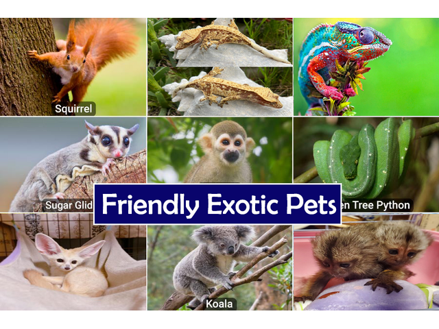 Product/Service We Provide: Buy Exotic Pets