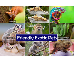 Product/Service We Provide: Buy Exotic Pets