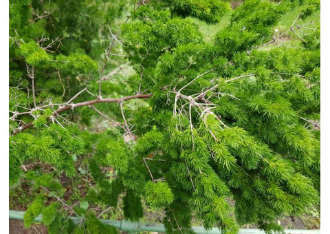 Maple Tree Glenview