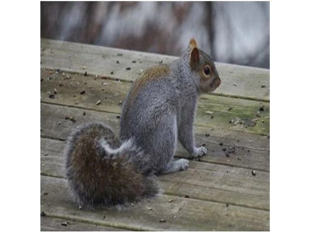 Gray Squirrel Control in Bergen County, NJ
