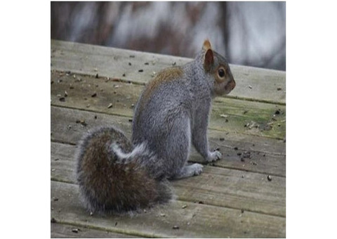 Gray Squirrel Control in Bergen County, NJ