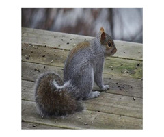 Gray Squirrel Control in Bergen County, NJ
