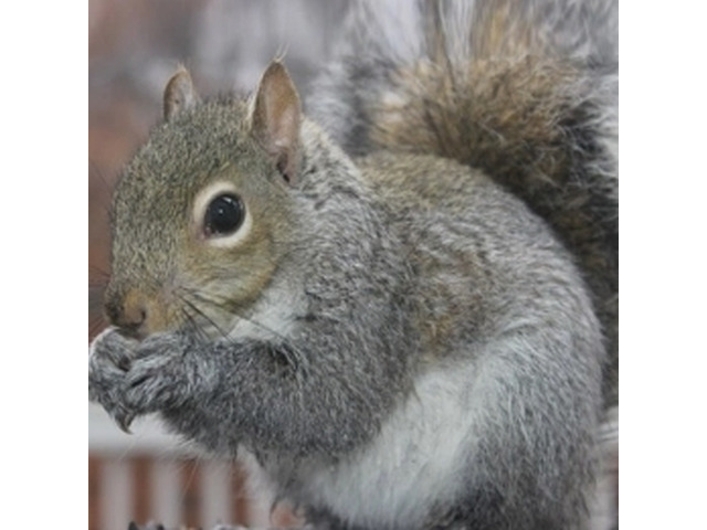 Expert Squirrel Control in NJ Solutions