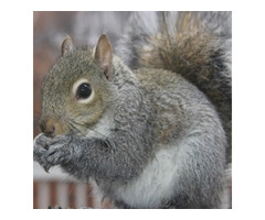 Expert Squirrel Control in NJ Solutions