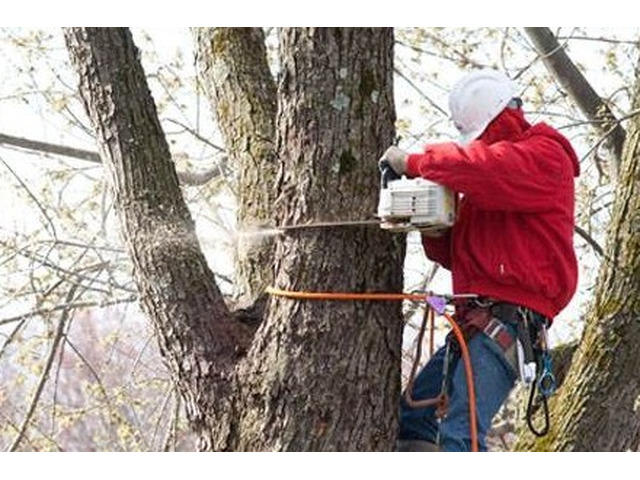 Transparent Tree Removal Cost in Bergen County, NJ