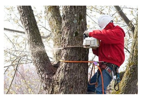 Transparent Tree Removal Cost in Bergen County, NJ