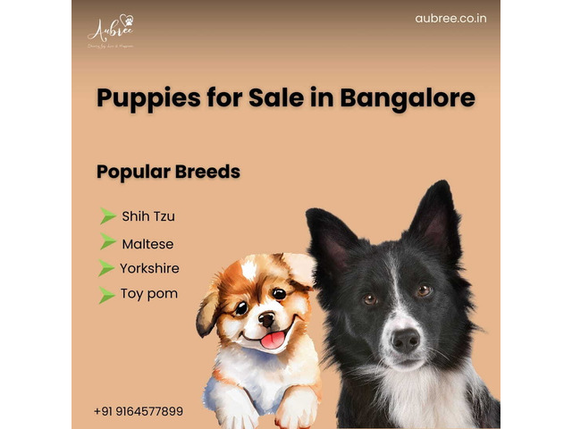 Yorkshire Terrier Puppies for Sale in Bangalore by Aubree.co.in