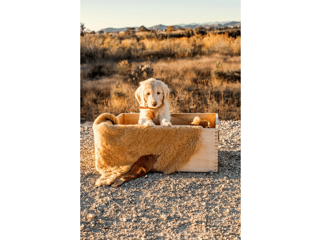 Doodle Puppies Los Angeles