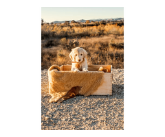 Doodle Puppies Los Angeles