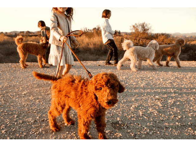 Ethical Doodle Breeder CA