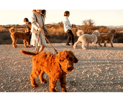 Ethical Doodle Breeder CA