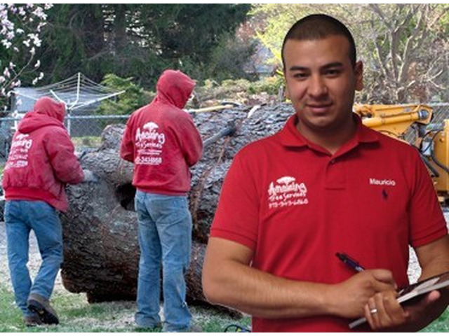 Reliable Commercial Tree Services in NJ