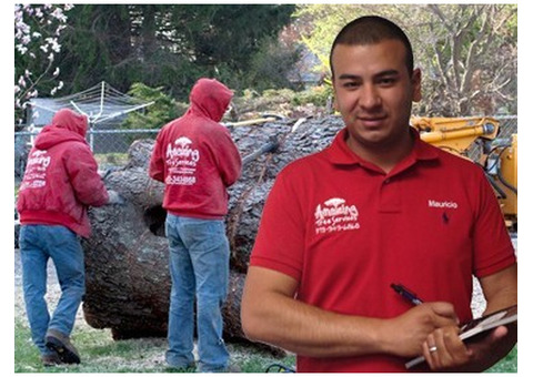 Reliable Commercial Tree Services in NJ