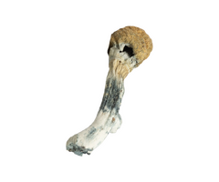 Penis Envy dry mushrooms