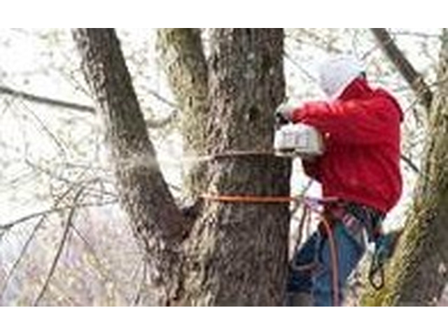 Reliable Tree Company in Morris County, NJ for Homes and Businesses