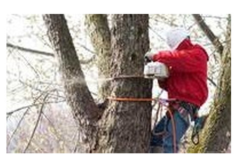 Reliable Tree Company in Morris County, NJ for Homes and Businesses