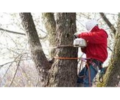 Reliable Tree Company in Morris County, NJ for Homes and Businesses