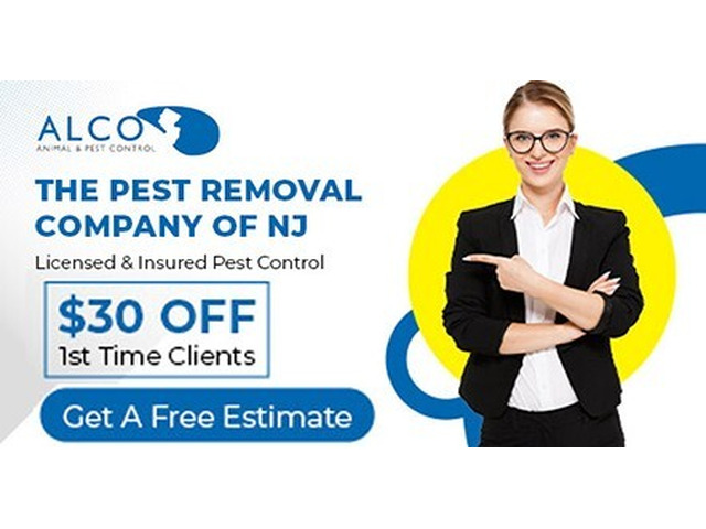 Effective Gray Squirrel Control in NJ