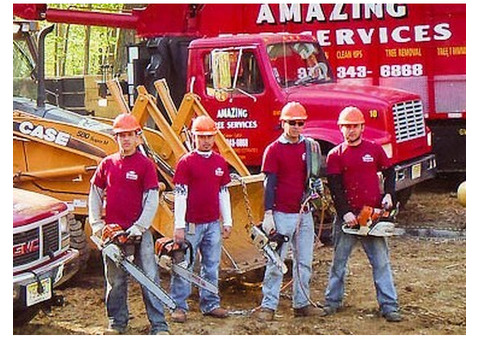 Tree Service in Little Ferry, NJ – Amazing Tree Services