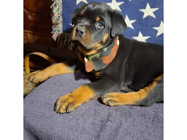 Rottweiler Puppies Currently Available On Adoption!!