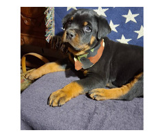 Rottweiler Puppies Currently Available On Adoption!!
