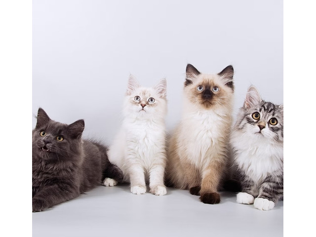 Your New Best Friend Awaits - Adorable Kittens & Cats For Sale!