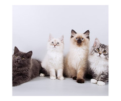 Your New Best Friend Awaits - Adorable Kittens & Cats For Sale!
