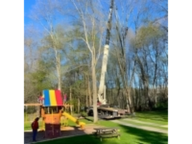 Tree Maintenance in North NJ – Amazing Tree Services