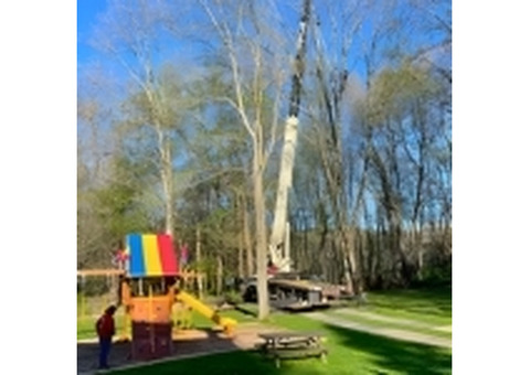 Tree Maintenance in North NJ – Amazing Tree Services