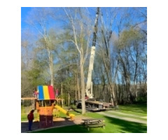 Tree Maintenance in North NJ – Amazing Tree Services