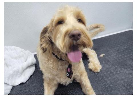 Poodle Dog Grooming Dallas