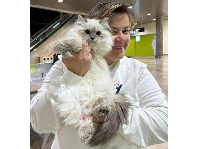 Siberian Kittens: Who Are We?