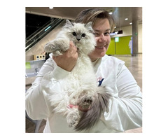 Siberian Kittens: Who Are We?