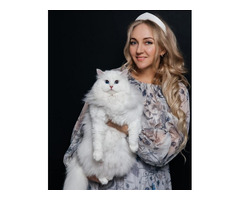 Siberian Kitten for Sale – Siberian Home