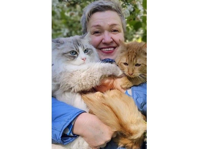 Best Siberian Kitten for Sale