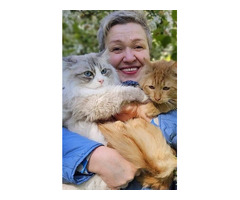 Best Siberian Kitten for Sale